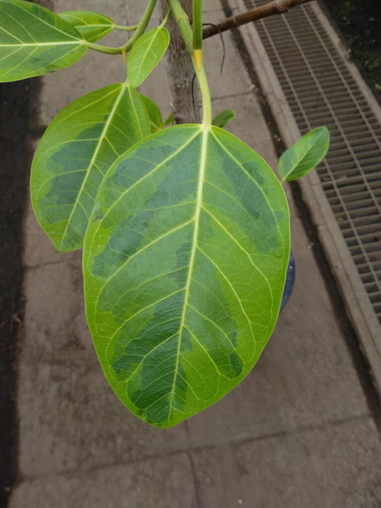 アルテシマ斑入りの葉 野沢園blog 東京近郊観葉植物レンタルグリーン