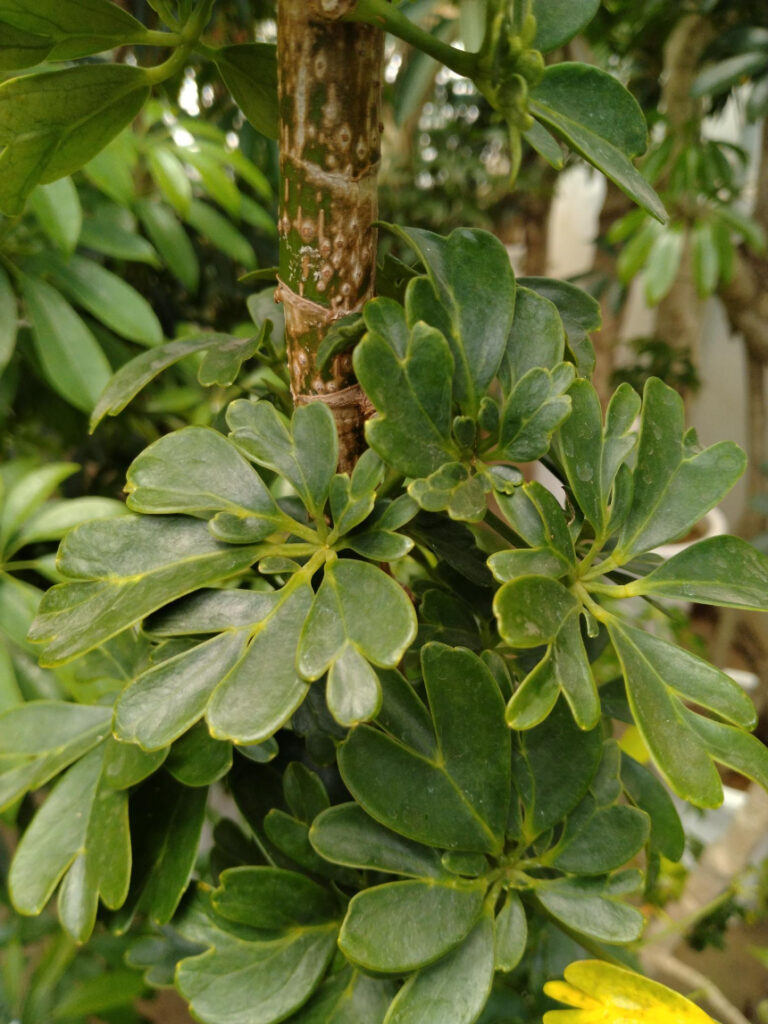 シェフレラ・レナータ 野沢園blog 東京近郊グリーン・観葉植物レンタル