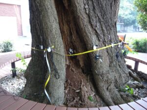 慶應大学樹木診断　野沢園造園部