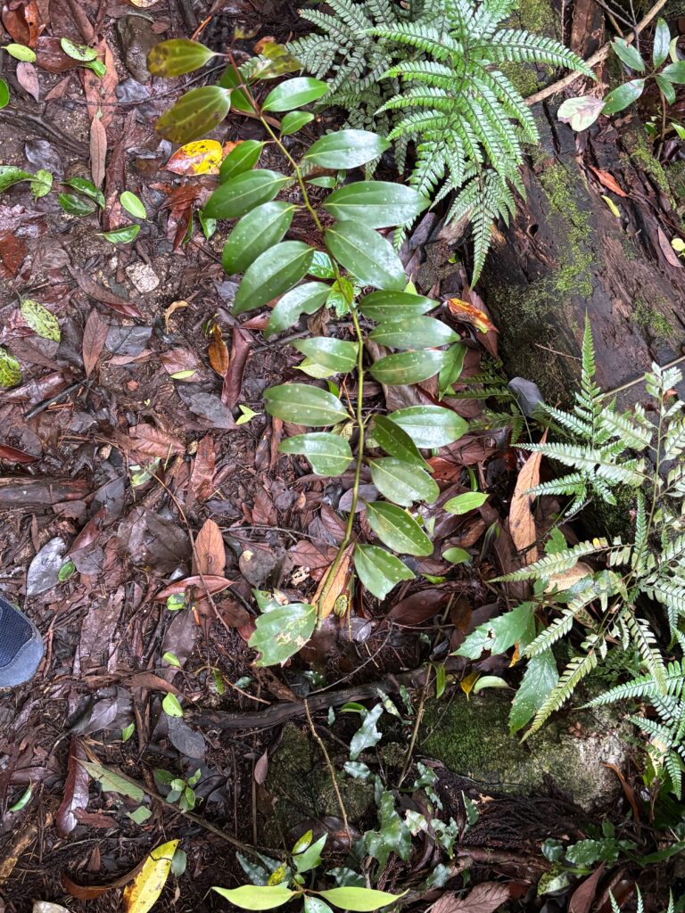 屋久島研修旅行　シナモン　野沢園blog
