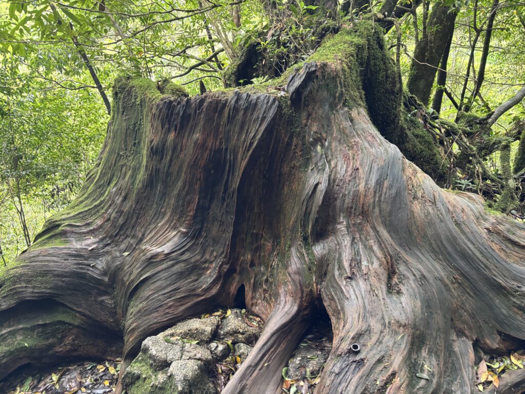 屋久島研修旅行　江戸時代の切り株　野沢園blog