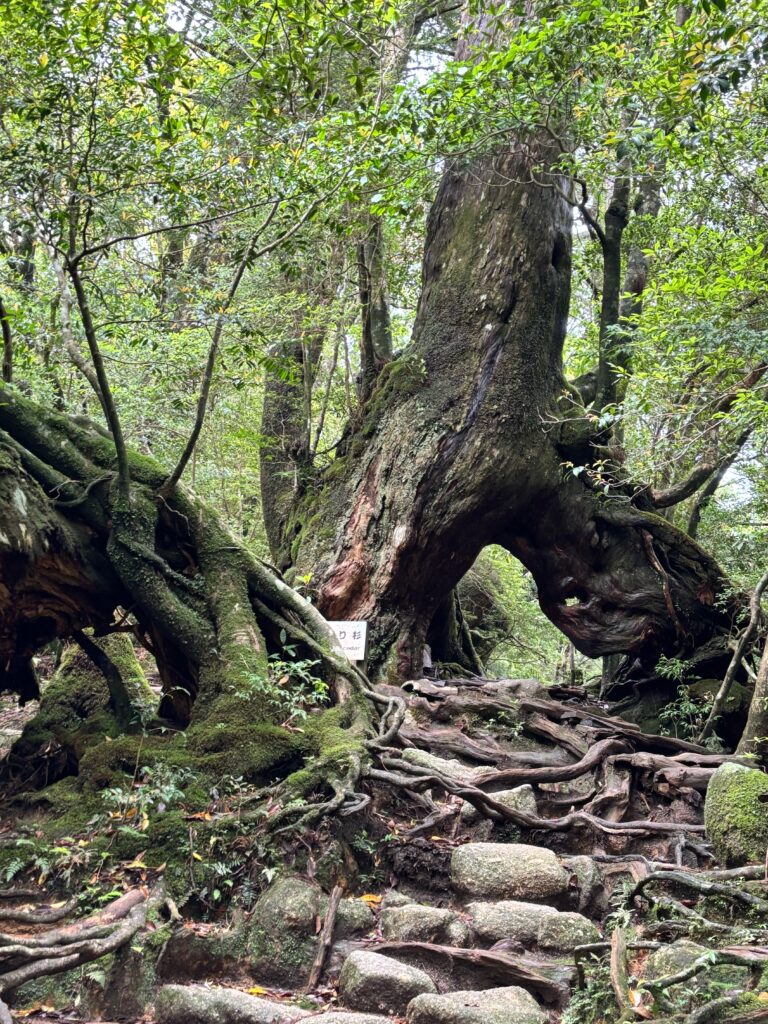 屋久島研修旅行　くぐり杉　野沢園blog