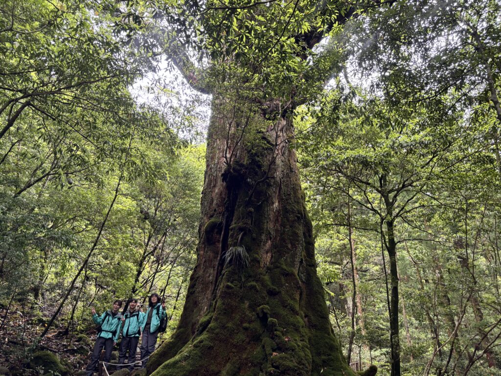 屋久島研修旅行　七本杉　野沢園blog