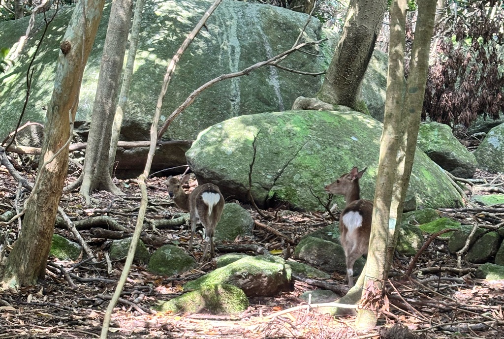 屋久島研修旅行 ヤクシカ　野沢園blog
