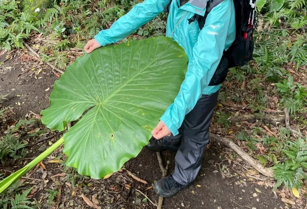 屋久島研修出張　クワズイモの葉　野沢園blog　
