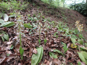 野沢園造園部　植栽管理