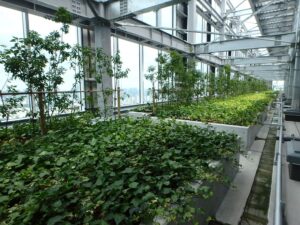 渋谷ストリーム屋上緑化　野沢園造園部施工