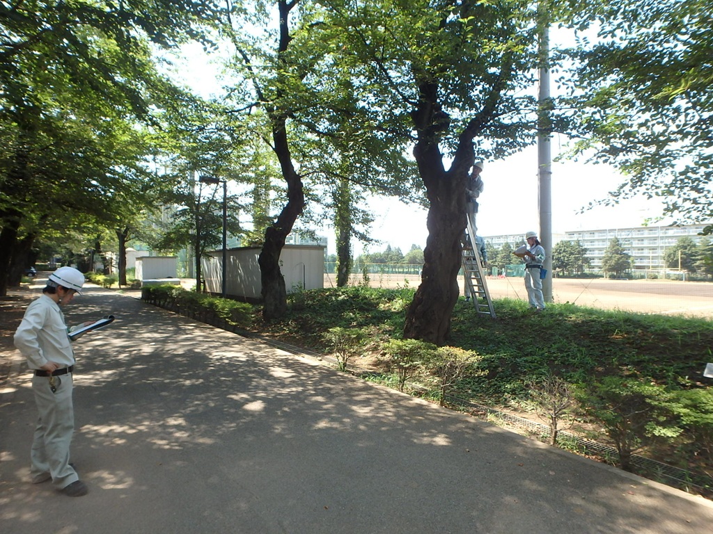 慶應大学樹木診断　野沢園造園部