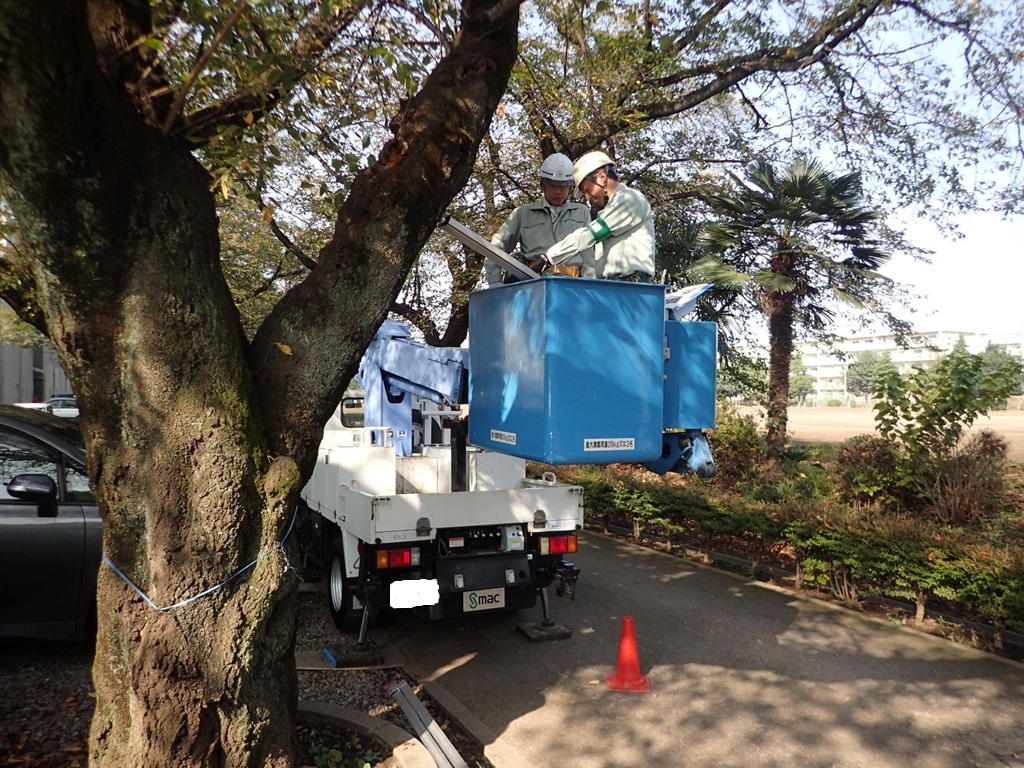 慶應大学樹木診断　野沢園造園部