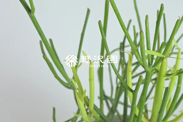 ミルクブッシュ