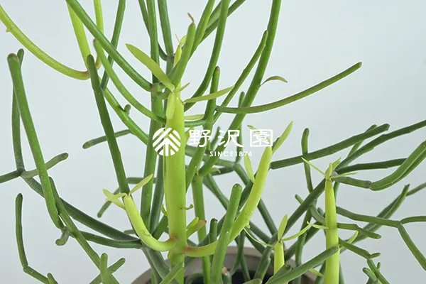 ミルクブッシュ