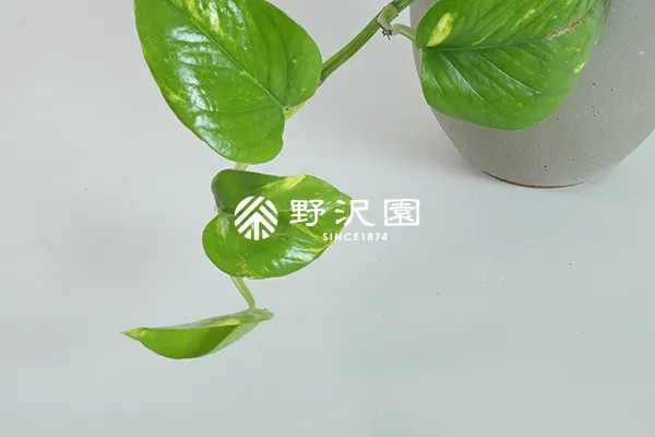 ポトス
