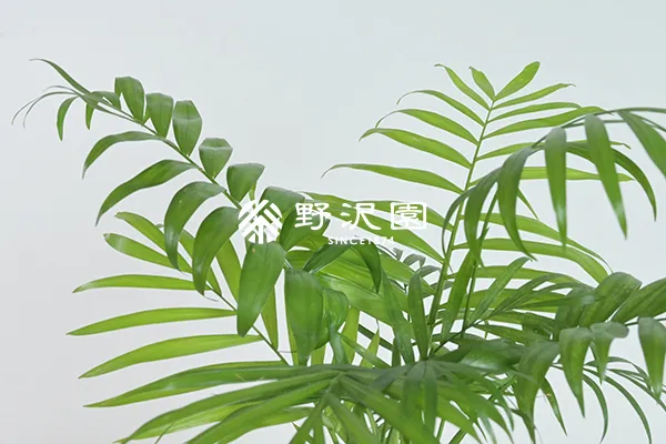 テーブルヤシ