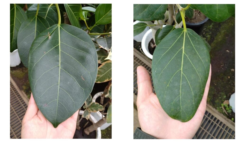 アルテシマとベンガレンシスの葉の違い 野沢園blog 東京近郊観葉植物レンタルグリーン