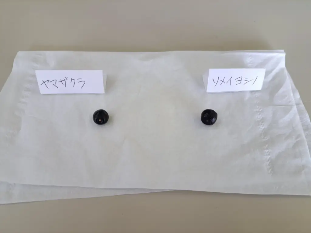 染井吉野の実を食べてみた　野沢園blog　みどりを観る