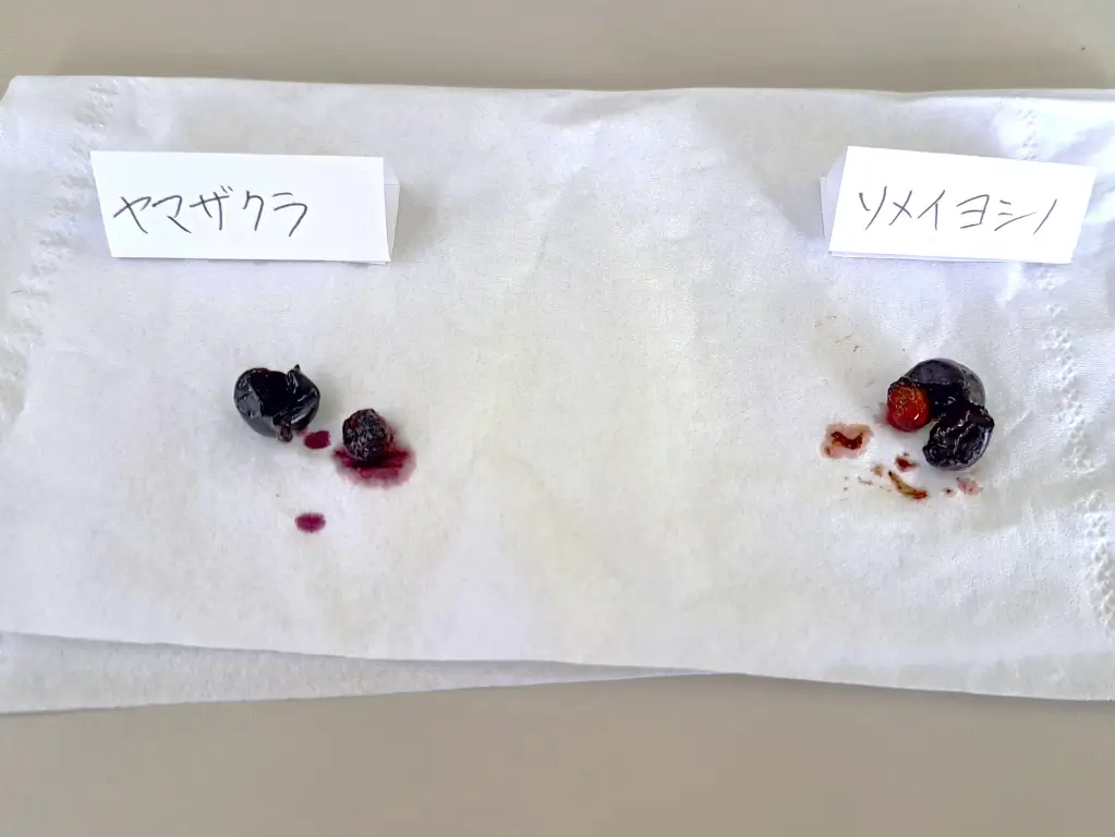 染井吉野の実を食べてみた　野沢園blog　みどりを観る