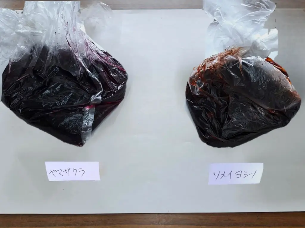 染井吉野の実を食べてみた　野沢園blog　みどりを観る