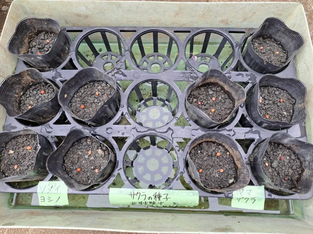 染井吉野の実を食べてみた　野沢園blog　みどりを観る