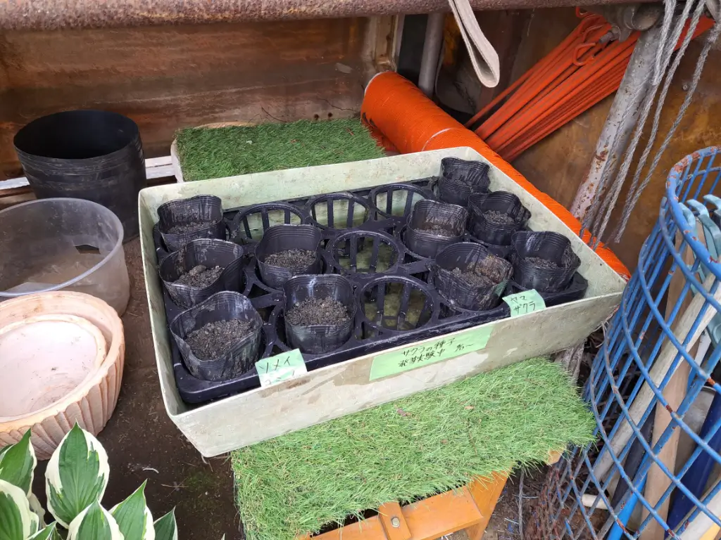 染井吉野の実を食べてみた　野沢園blog　みどりを観る
