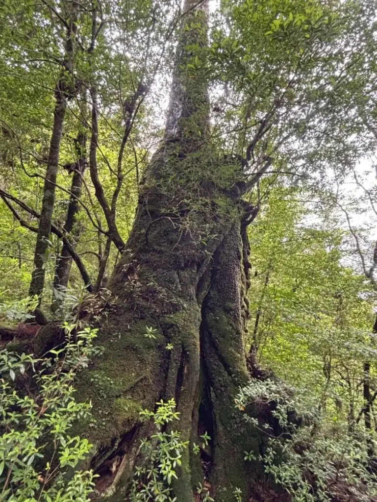 屋久島研修出張　野沢園blog　二代杉