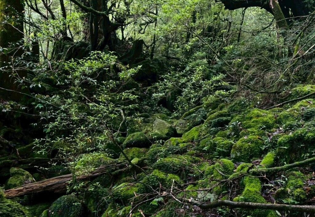 屋久島研修旅行　野沢園blog
