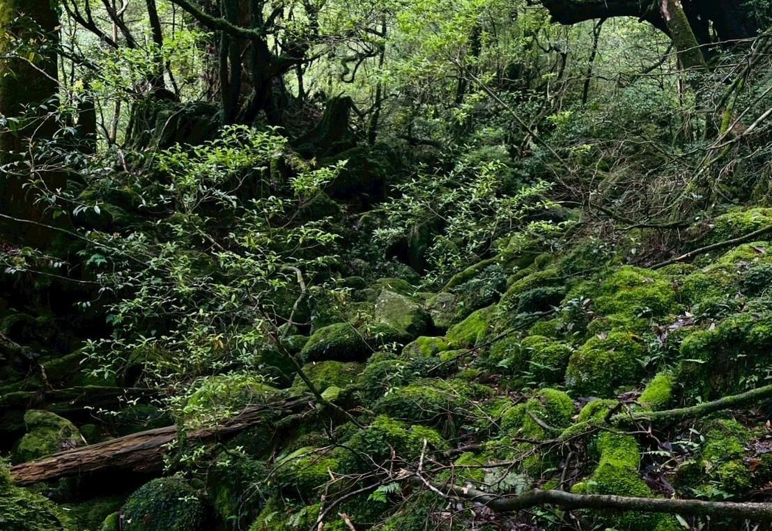 屋久島研修旅行　野沢園blog