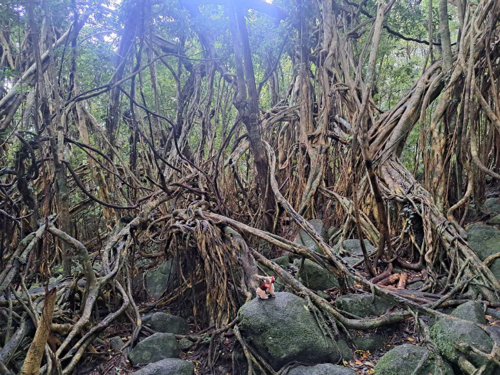 屋久島研修出張　野沢園
猿川ガジュマル園