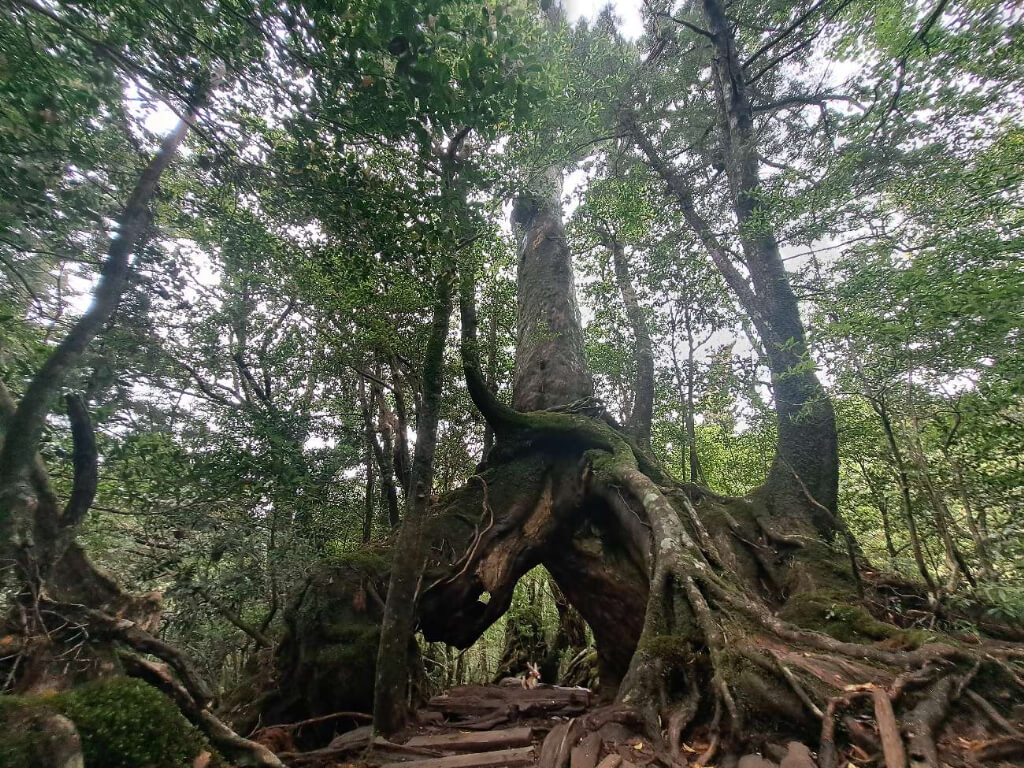 屋久島研修出張　野沢園 blog　白谷雲峡水峡　くぐり杉