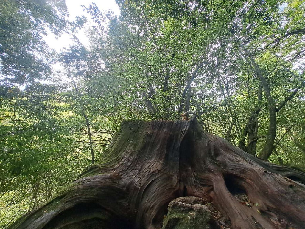 屋久島研修出張　野沢園 blog　白谷雲峡水峡　江戸時代に伐採された屋久杉の切り株