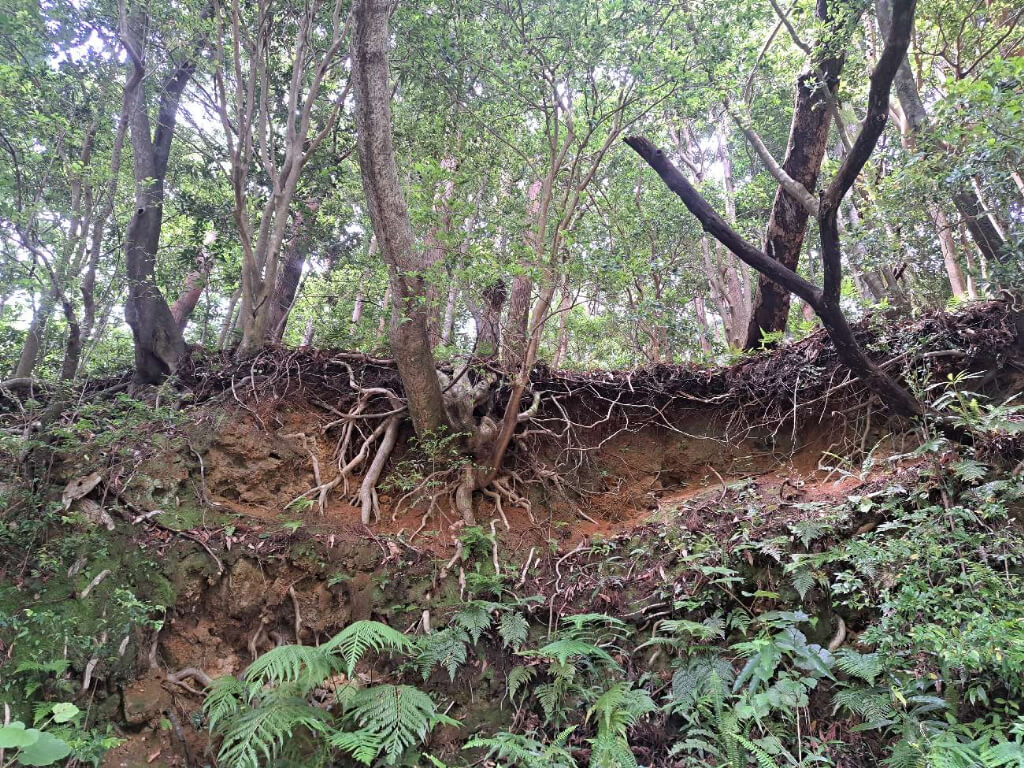 屋久島研修出張　野沢園 blog　西部林道　リター腐葉土層