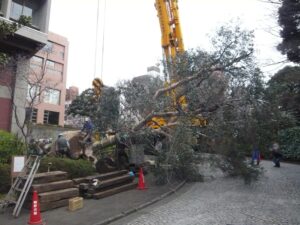 慶應大学大木移植作業　野沢園造園部