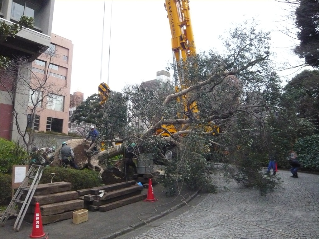 慶應大学大木移植作業 野沢園造園部