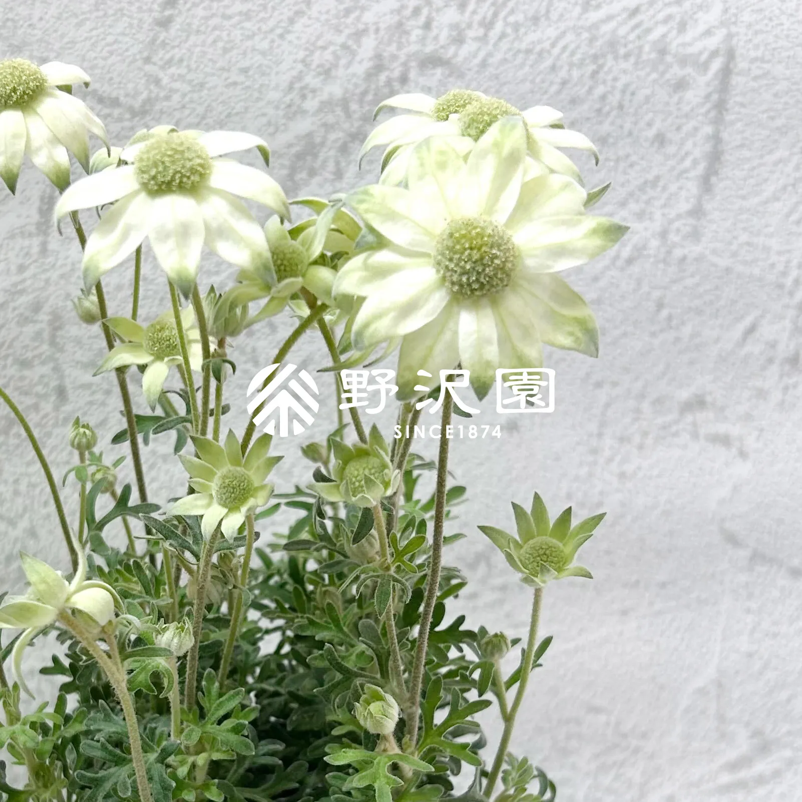 フランネルフラワー | 株式会社 野沢園 I 創業150年 観葉植物