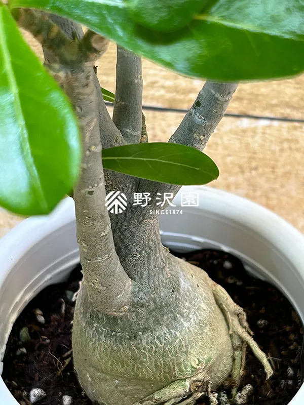 アデニウム