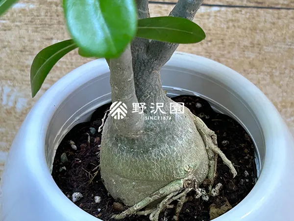 アデニウム