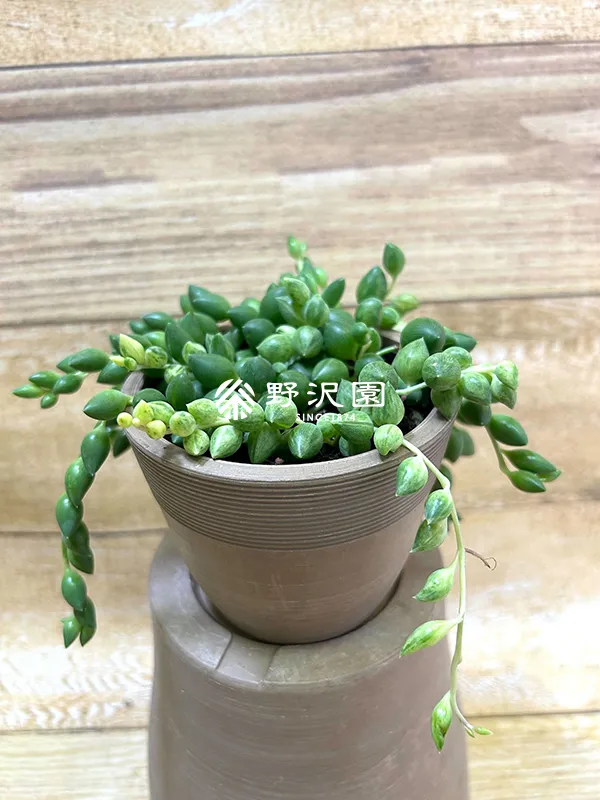 エンジェルティアーズ