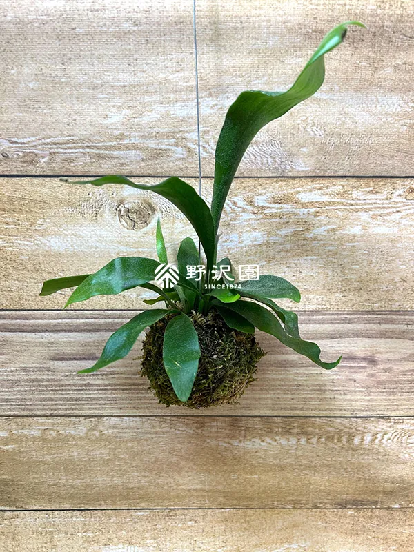 ビカクシダ（苔玉仕立て）