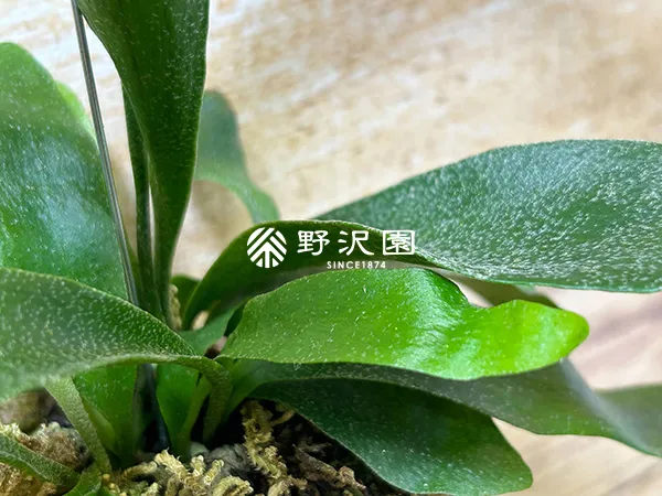 ビカクシダ（苔玉仕立て）