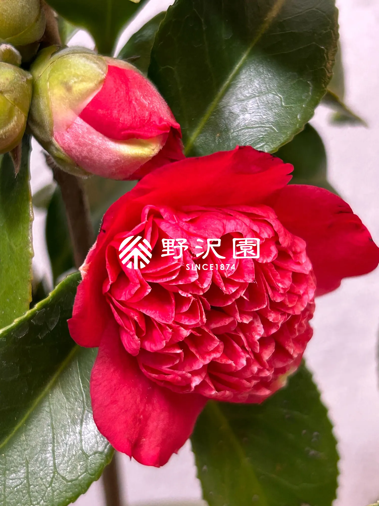椿（ツバキ）・卜伴錦(ボクハンニシキ)
