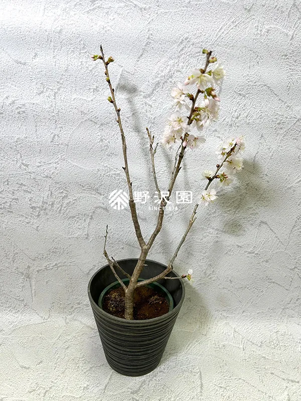暖地桜桃（暖地サクランボ）