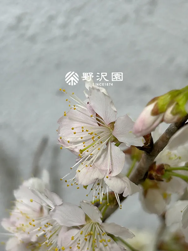 暖地桜桃（暖地サクランボ）