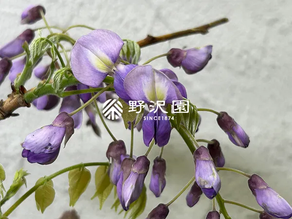 だるま藤