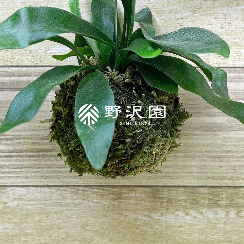 ビカクシダ(苔玉仕立て)