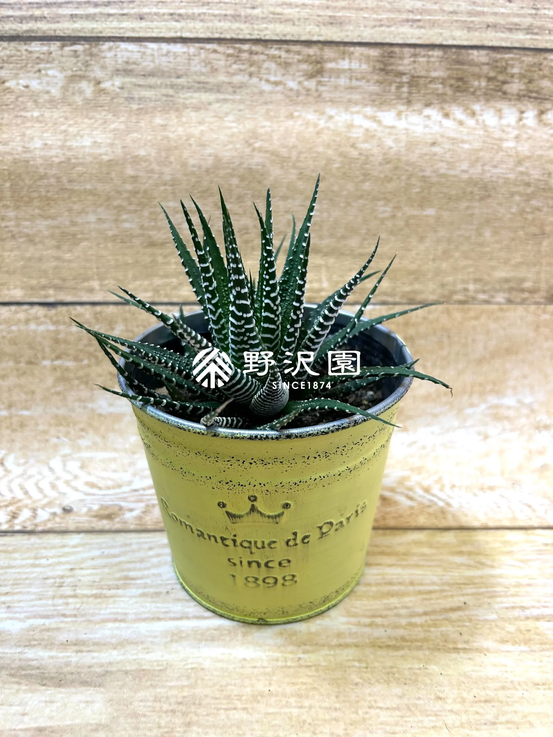 ハオルチア・十二の巻
