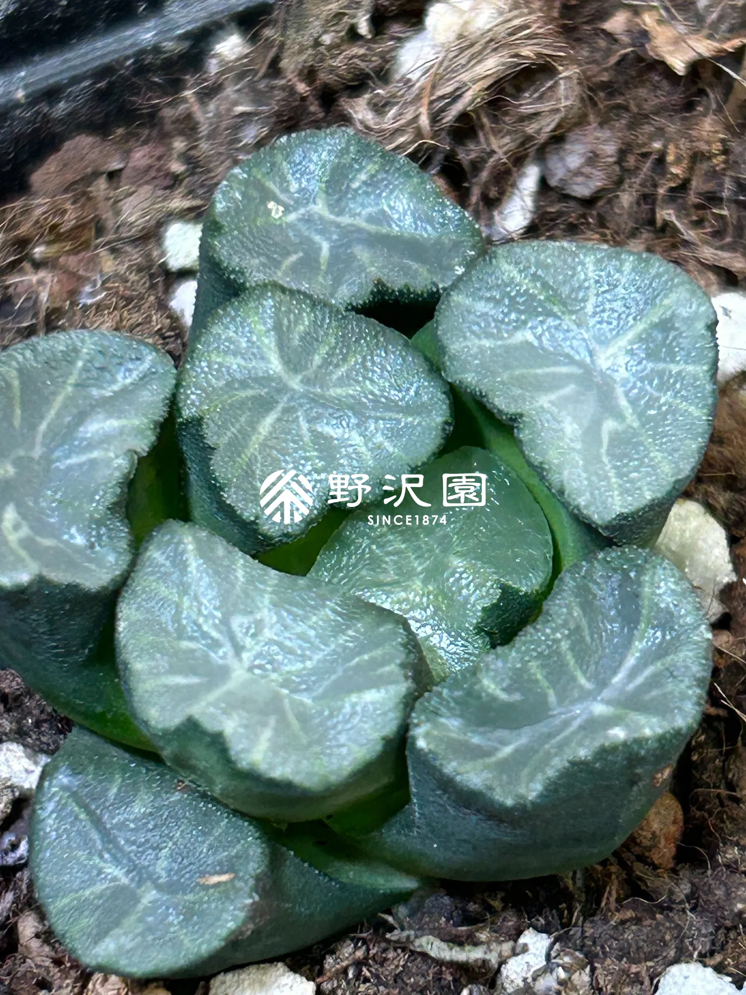 ハオルチア・万象