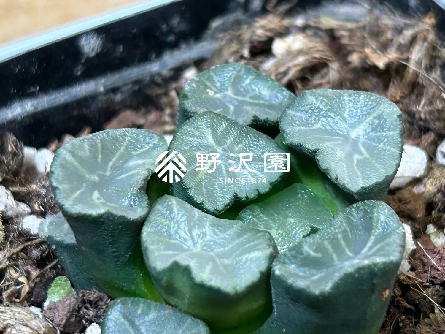 ハオルチア・万象