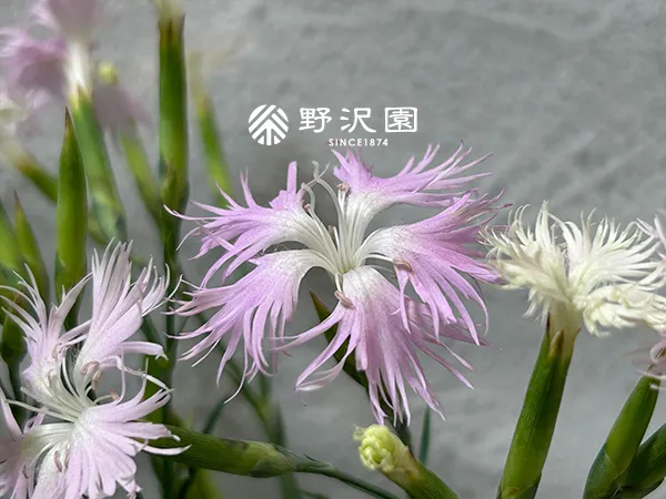 カワラナデシコ（河原撫子）