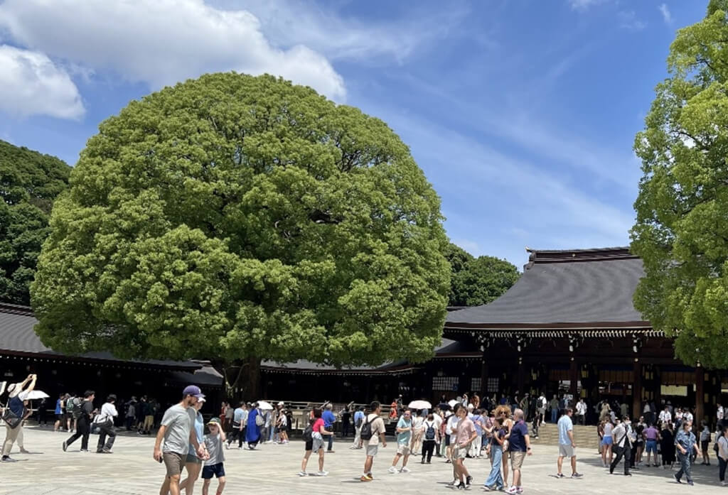 本殿の手前には、「夫婦楠（めおとのくす）」と呼ばれる立派な楠の木があり、写真で見る
以上に迫力を感じました。縁結びや夫婦円満、家内安全のご利益があるそうです