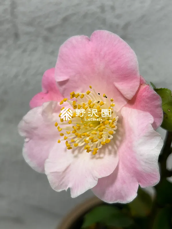 匂い椿