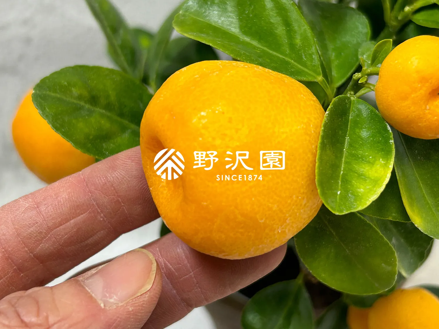 オオミキンカン（大実金柑）